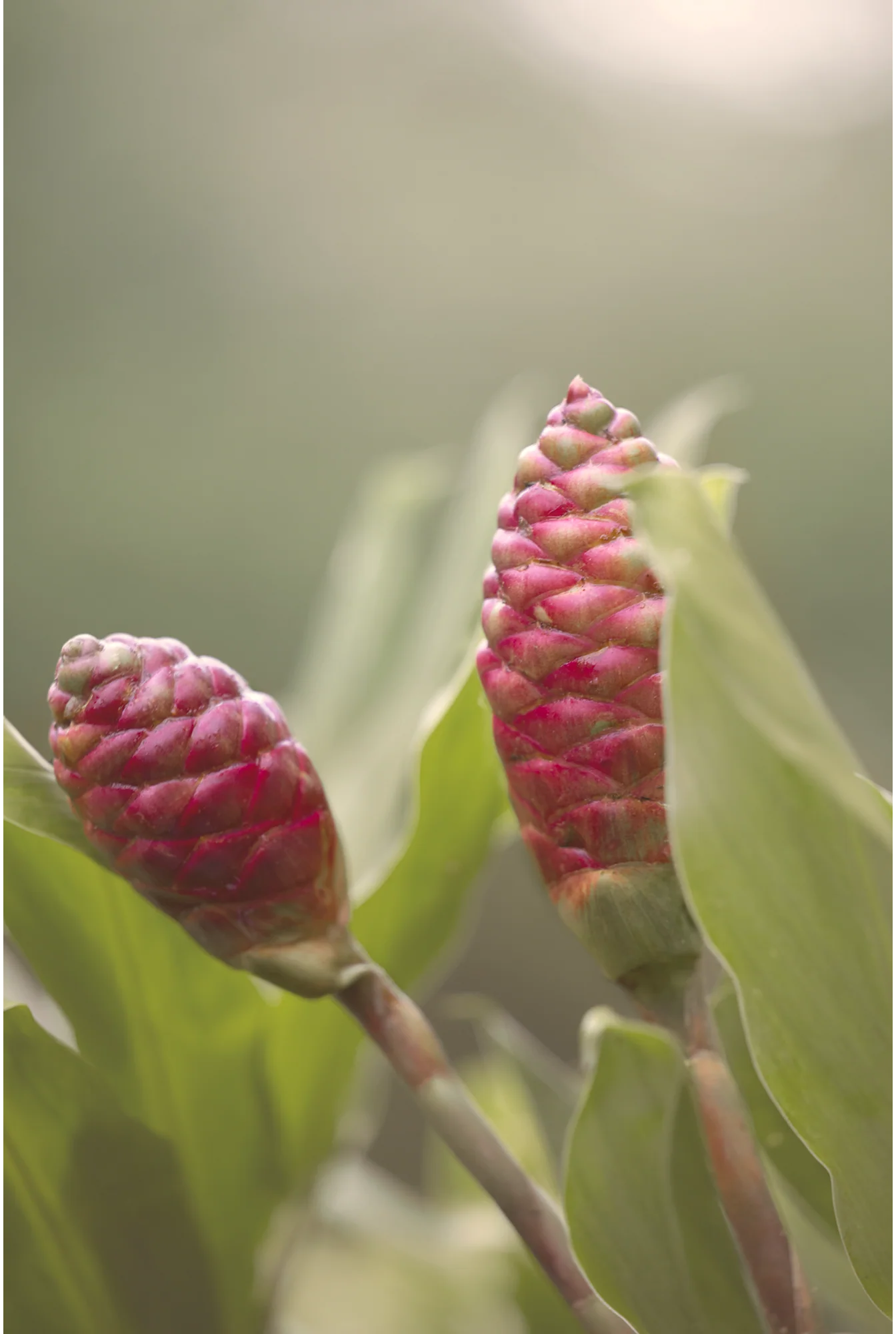 <em>HAWAÏAANSE AWAPUHI GEMBER</em>