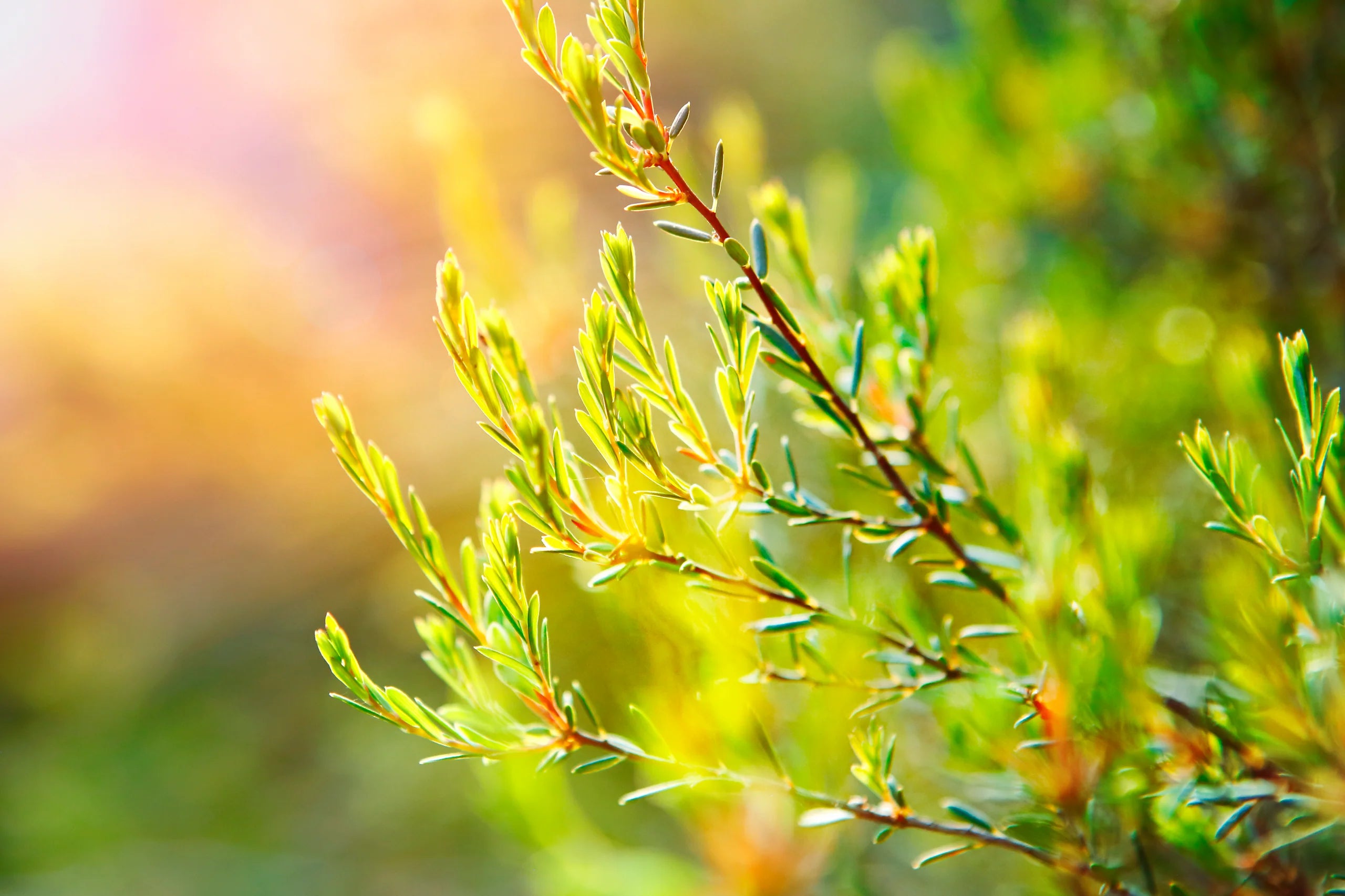 <em>VERANTWOORD INKOPEN</em>