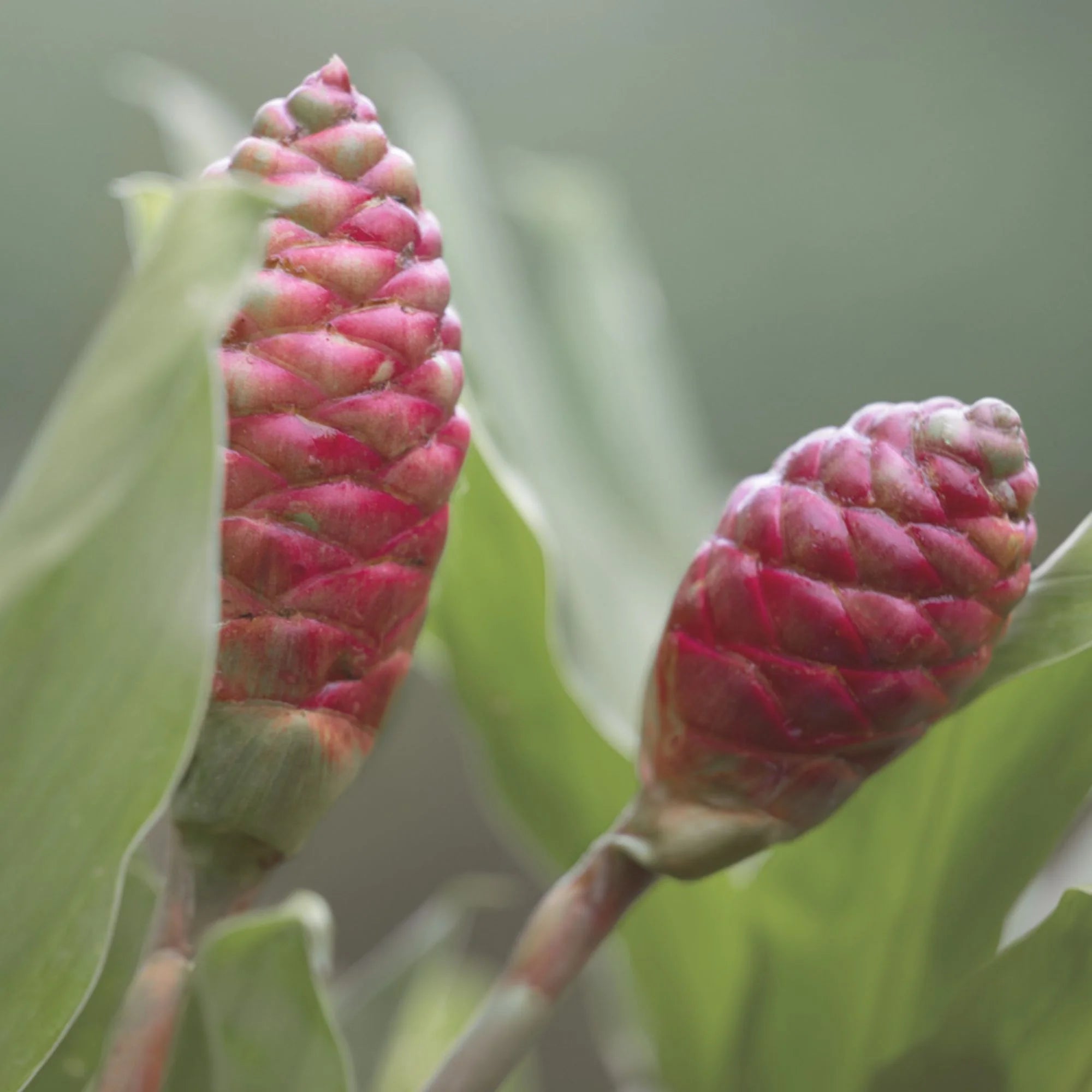 <em>REGENERATIEVE WORTELS</em>