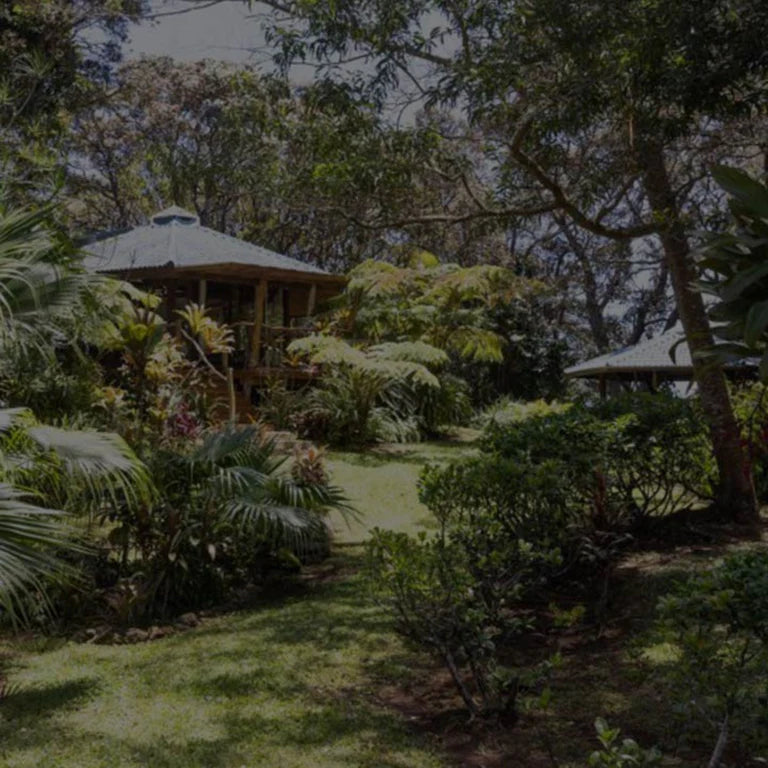 <em>Hawaiiaanse roots sinds 1983</em>